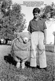 Grand Champion Corriedal Ram 1954