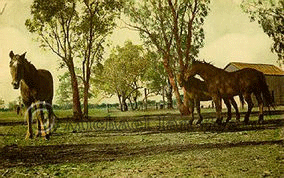 Horses Chernside, Bessie and Star