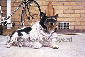 Anne's little dog Suzie c1971
