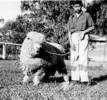 Michael and 'Pop' Corriedale Ram